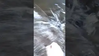 river lagan trout