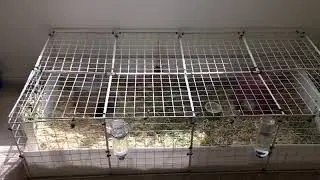 Guinea pig cage tour 2020