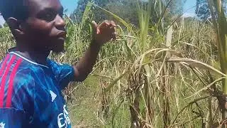 A walk at sugarcane plantation.East Africa kenya +254746894542