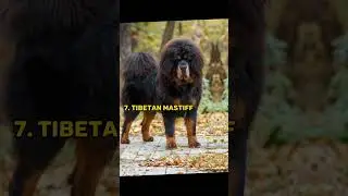Top 10 Most Dangerous Dog Breeds In The World
