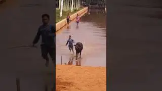 First race #viral #shorts #short #youtube #latest #trending #video #animals #race #speed #sports