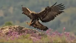 Fly with the Eagles.