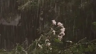 a comfort playlist to listen to the heavy rain until it clears up