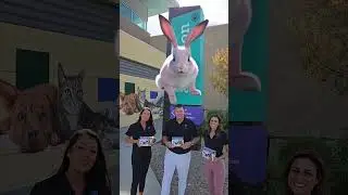 Happy Easter from Pet Madness Inc. #pets  #petmadness software #pet  Videos #funnypets