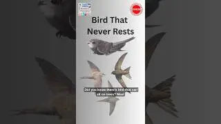 This Bird Sleeps While Flying! 🕊️😮 | Nature&rsquo;s Fastest Traveler #natural #wildlife #naturalwonders