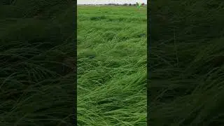 5 Secrets to SUCCESSFUL Rhodes Grass Farming in Pakistan
