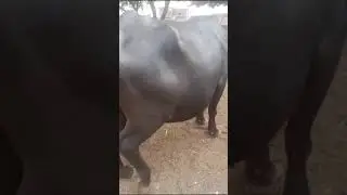 #animalfarming #pakdairy #cow #trending