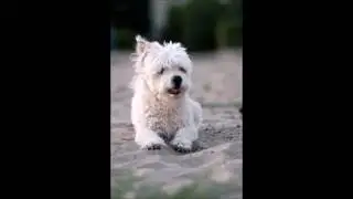 My little white dog - Evangelos Kitsis