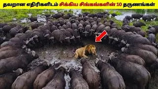 தவறான எதிரிகளிடம் சிக்கிய சிங்கங்களின் 10 தருணங்கள் 2026/Lions Messed With The Wrong Opponent