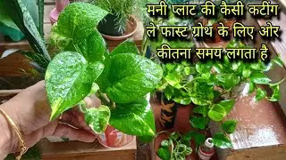 How long does it take for money plant to root in water? #moneyplanttips 