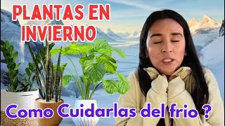COMO CUIDAR TUS PLANTAS EN INVIERNO