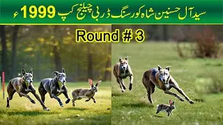 Dog Greyhound Coursing Race 1999 | Round # 3 | Dogs Video  #dog  #animals #trending  #viral #trend