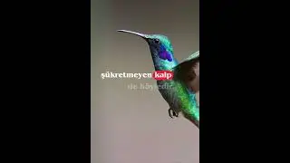 Ş&uuml;k&uuml;rs&uuml;zl&uuml;k neye benzer?  #sukuran