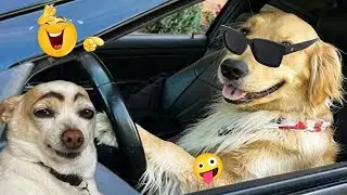 I Can’t Stop Laughing at These Hilarious Dogs 😂 Funny Dog Moments 2026 #17