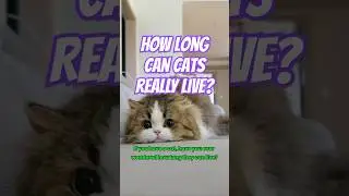 How Long Do Cats Live? #cat #catlover #pets #feedshorts #shortsfeed #shortsviral