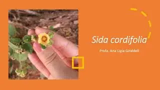 Sida cordifolia