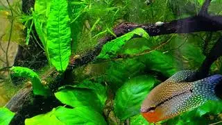 My pearl gourami (trichopodus leerii) pair.