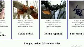 Fungos, ordem Microbotryales porpidia microbotryum geastrum fungus candida terrestris macrocarpa
