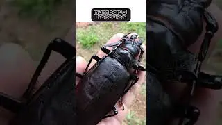 Top 10 Biggest insects in the world !!!