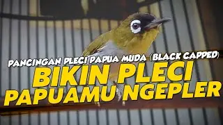 TERAPI PLECI PAPUA NGEPLEERRR (VIDEO LOOPING)