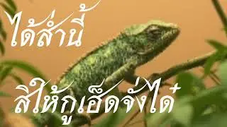 ได้ส่ำนี้สิให้กูเฮ็ดจั่งได๋ - Psan 