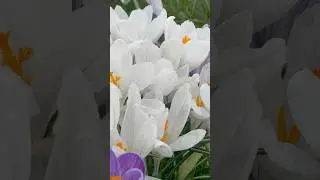 crocuses,crocus white beauty's, white crocus,spring flowers,shorts,greenlife,viral