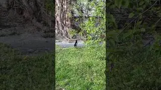 Magpie dances in the grass