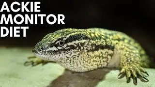 Ackie Monitor Diet to keep your pet healthy!