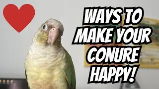 Советы, как сделать вашу зеленощёкую конуру счастливой | TheParrotTeacher