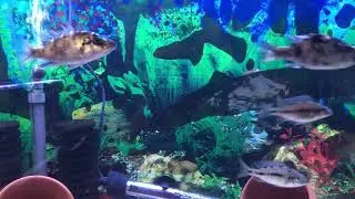 Dimidiochromis Compressiceps (OB Eye Biter) + Protomelas Taeniolatus, Likoma Is. (Tangerine Tiger)