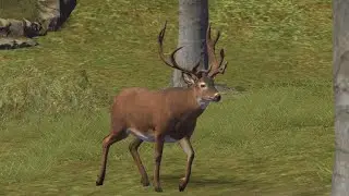 animals founded in haunting special scope had short animals