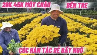 GIÁ RẺ BẤT NGỜ 20K 45K MỘT CHẬU CÚC HÀN TẮC ĐẸP KHÔNG TÙY VẾT ĐẸP MÊ LY