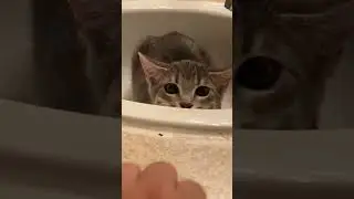Sneaky Kitty 🐱😻