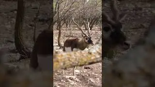 BLACKBUCK almost ran us over! #texas #blackbuck #hunting #antelope #mossyoak #savagearms
