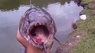 PESCA DE TRAIRA NA ISCA ARTIFICIAL MEIA &Aacute;GUA