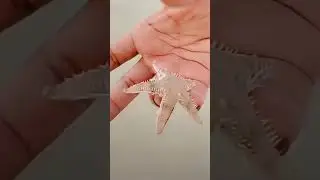 big and small animals#short video#viral video#transparency video#starfish#lion#tiger#ddatroll#song