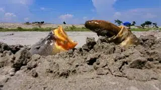 Unbelievable Hunting Style   Big Monster Fish Hunting Underground Eel Fish   Fish vs Eel  7