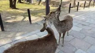Cute deers kissing nonstop ^^