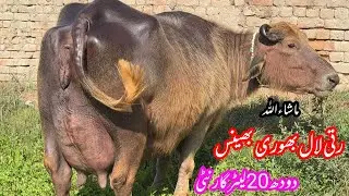 پیورنیلی رتی لال بھوری 20لیٹر والی بھینس براۓفروخت30جنوری | Top Nilli High Milking Buffalo for sale
