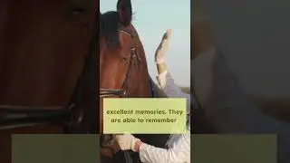Horses are super smart 🤓 #horses #shorts