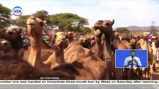 Residents of Samburu county East receives 1000 camels & 65 gala breed goats