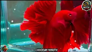 SP Red Dragon Rose Tail & SP Super Red Crown Tail [ BETTA HALFMOON ] #betta #bettafish #moon #reels