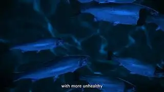 CELLFISH | What Are The Environmental Risks Of Genetically Modified Salmon?