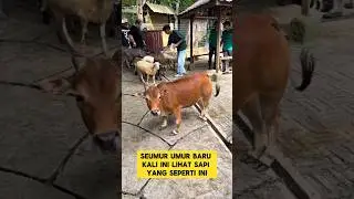 momen lucu ketika lihat sapi mini yang sangat unik dan lucu ‼️‼️#ngakak #lucu #sapi #unik #mini