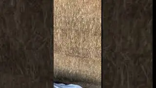 Wheat Straw