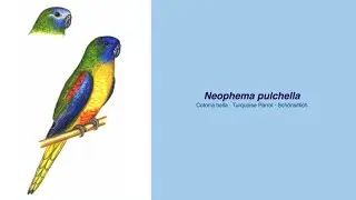 Video Encyclopedia of Parrot Species - #132 Neophema pulchella