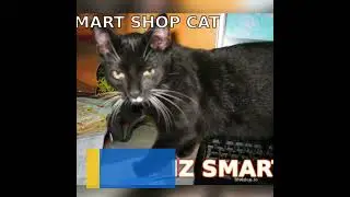 Top 10 Scientific Benefits Being Cat Owner #cats #facts #catvideos #shorts #youtubefeeds #feed