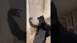 Ротвейлер Самые сильные собаки в мире