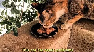 Cat With Teeth Problems