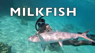 Village Feast to Spearfishing Milkfish | A Sailing Family's Fiji Adventures- EP.34